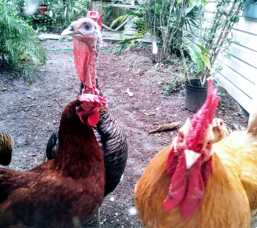Funny Farm