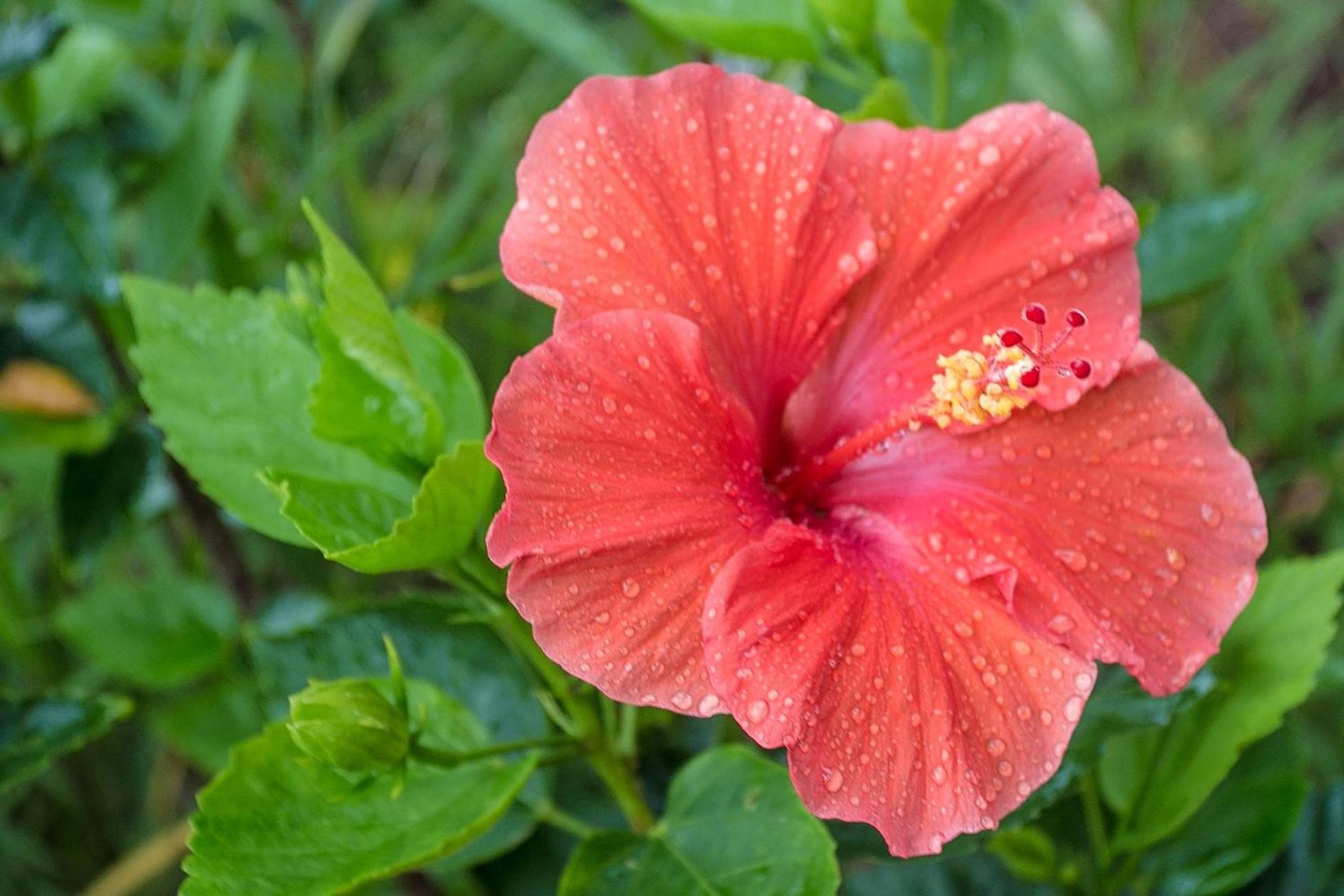 Hibiscus E204 2/2 Free Activities! & Oceanfront Wifi 3 Pools Holiday home *