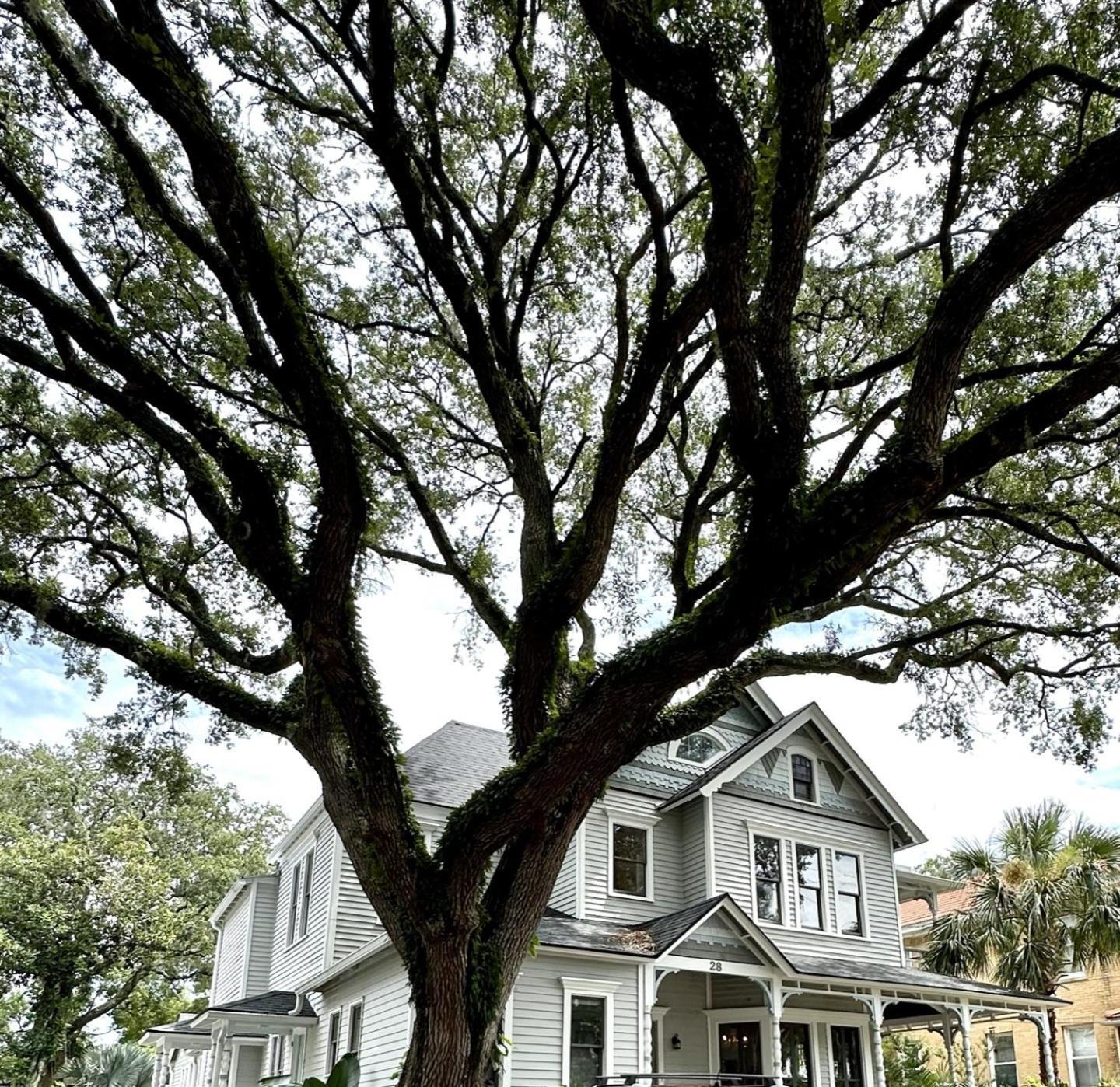 Grand Oak - Renovated 1891 Queen Anne - Quarter Mi Stroll To Historic Dt - Only 3 Mi * St. Augustine